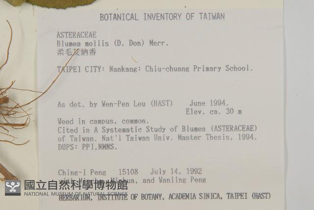 柔毛艾納香藏品圖，第2張