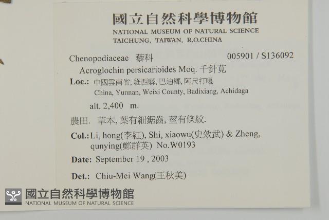 千針莧藏品圖，第2張