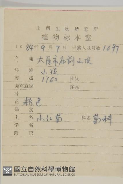 小紅菊藏品圖，第2張