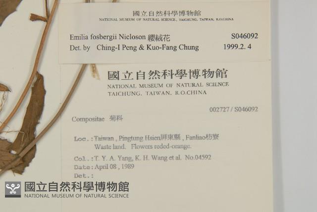 纓絨花藏品圖，第2張