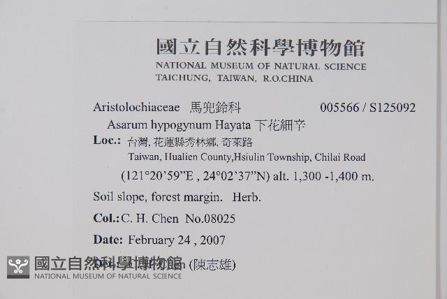 下花細辛藏品圖，第2張