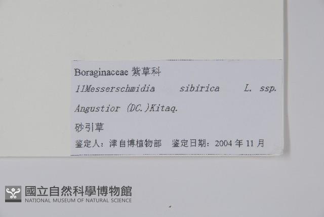 砂引草藏品圖，第2張