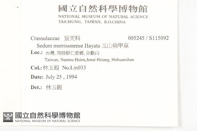 玉山佛甲草藏品圖，第2張