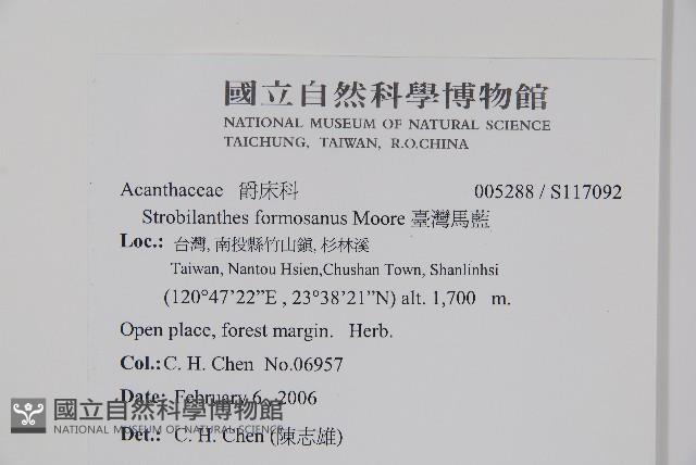 曲莖馬藍藏品圖，第2張