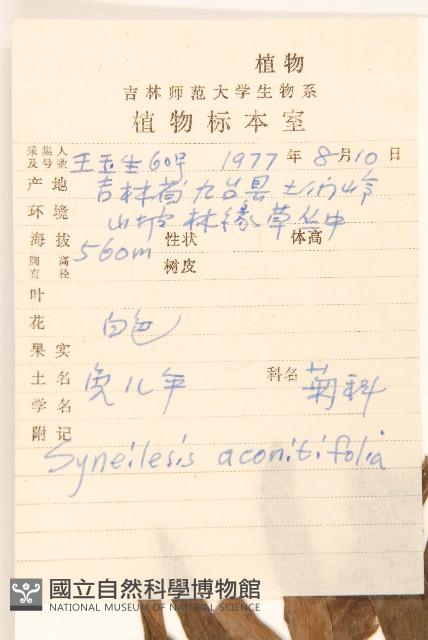 兔兒傘藏品圖，第2張