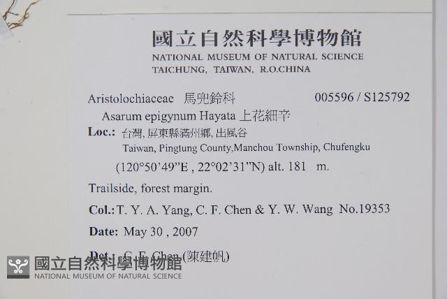 上花細辛藏品圖，第2張