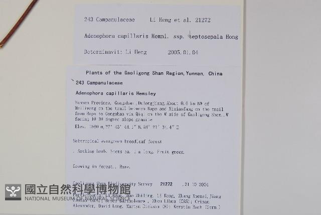 細萼沙參藏品圖，第2張