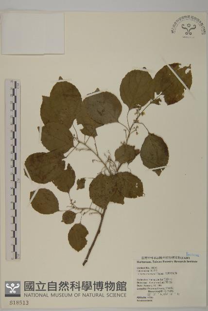 大葉南蛇藤藏品圖，第1張