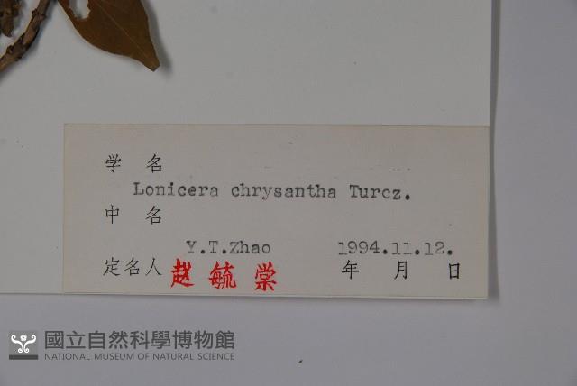 金花忍冬藏品圖，第2張