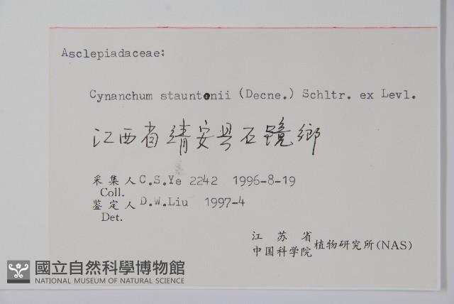 柳葉白前藏品圖，第2張