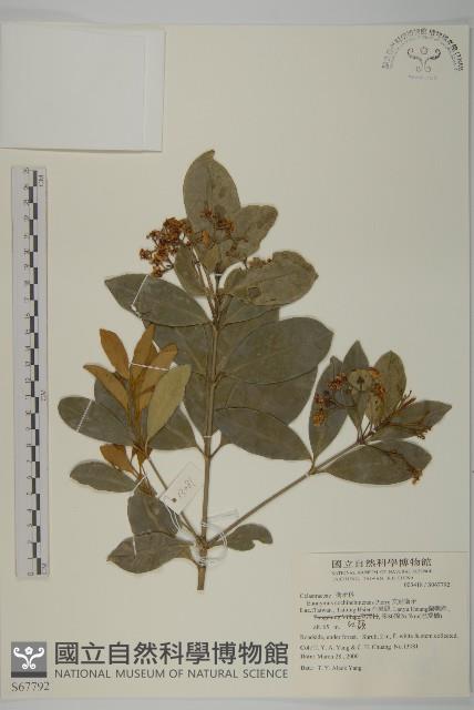 交趾衛矛藏品圖，第4張