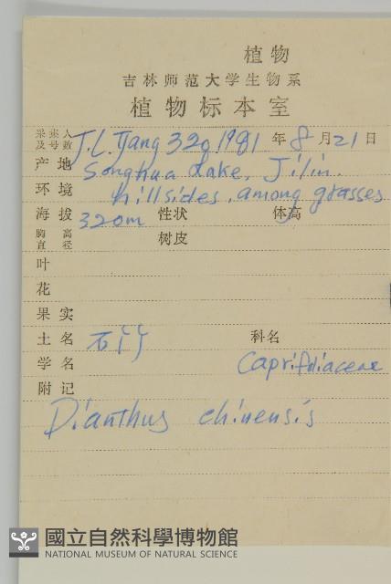 石竹、洛陽花、剪絨花藏品圖，第2張