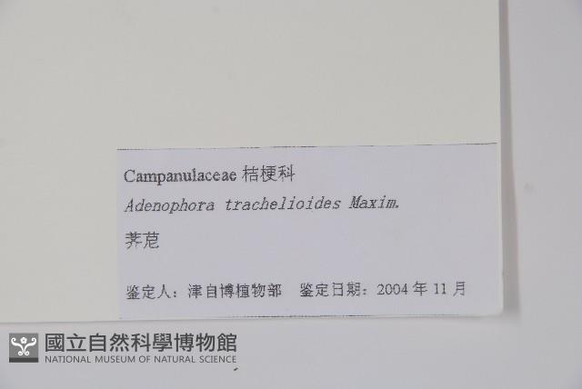 薺苨藏品圖，第2張