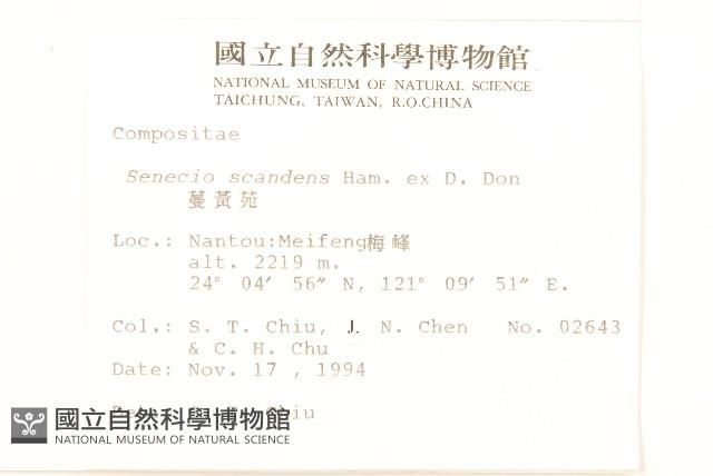 蔓黃菀藏品圖，第2張