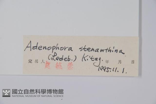 長柱沙參藏品圖，第2張