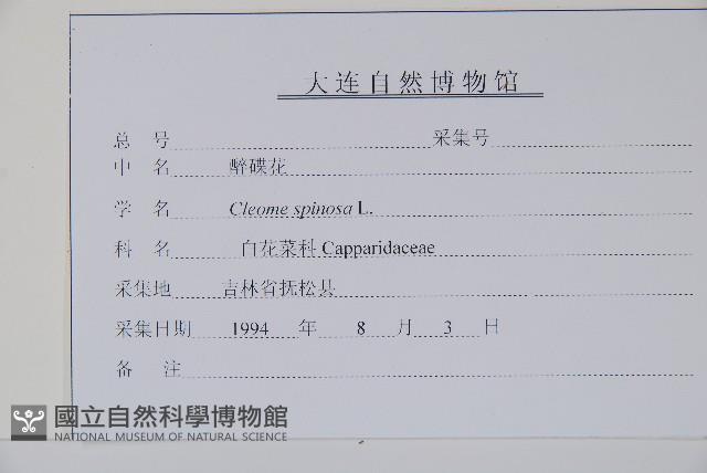 醉蝶花藏品圖，第2張