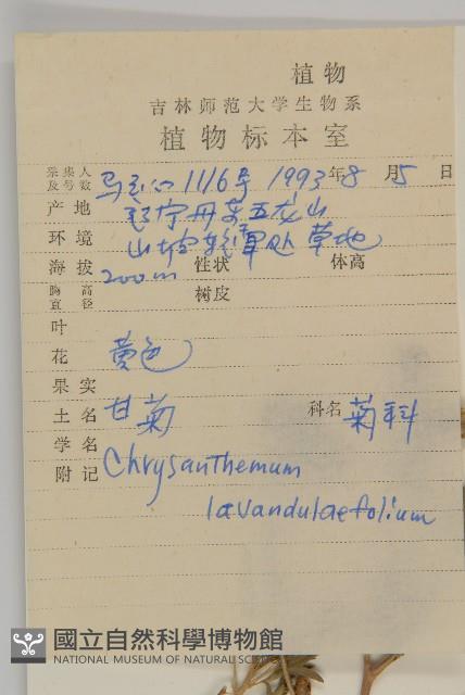 甘菊藏品圖，第2張