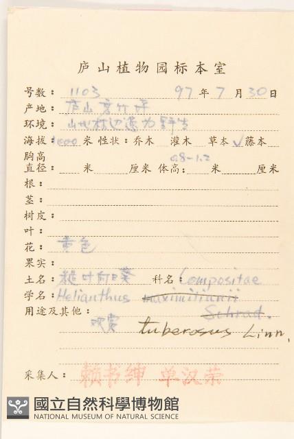 塊根向日葵藏品圖，第2張