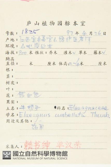 小葉胡頹子藏品圖，第2張