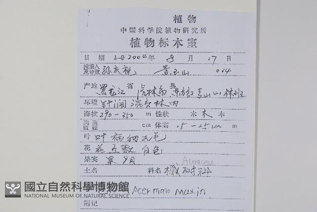 元寶楓, 地錦槭藏品圖，第2張