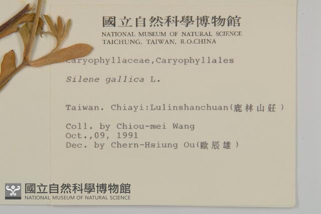 匙葉麥瓶草藏品圖，第2張