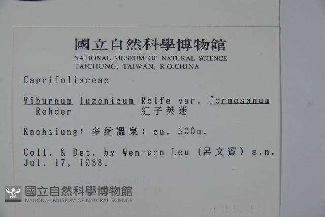 紅子莢迷藏品圖，第2張