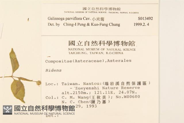 小米菊藏品圖，第2張