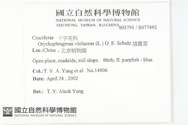 諸葛菜藏品圖，第2張