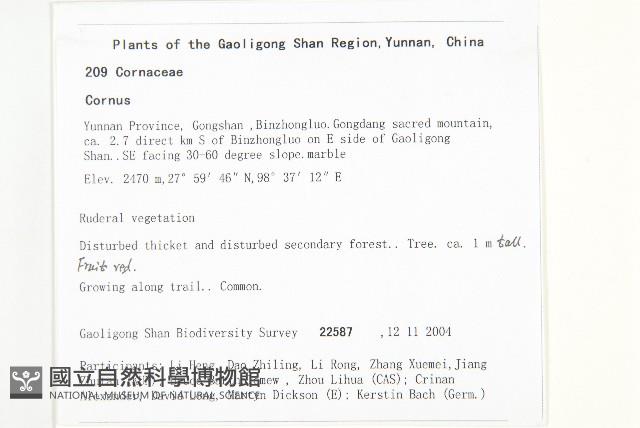 頭狀四照花藏品圖，第2張