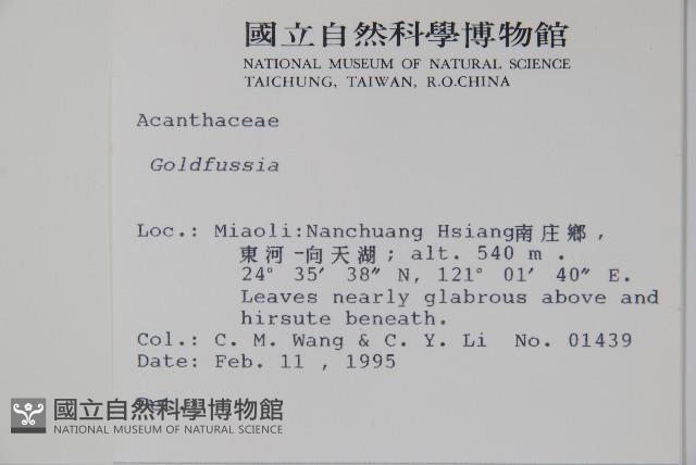 腺萼馬藍藏品圖，第2張