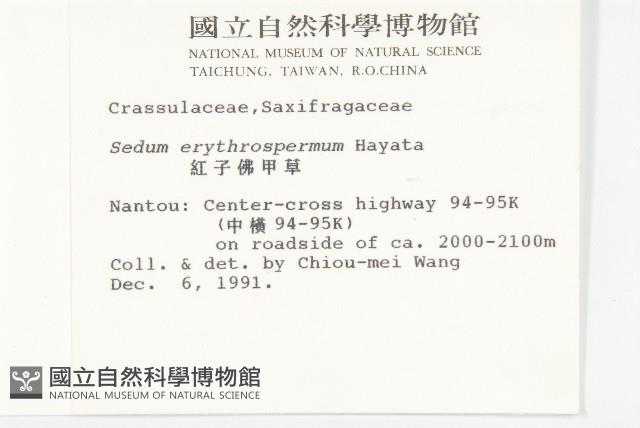 紅子佛甲草藏品圖，第2張