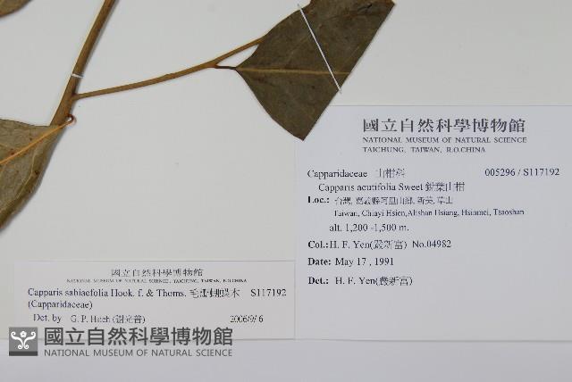 毛瓣蝴蝶木藏品圖，第2張