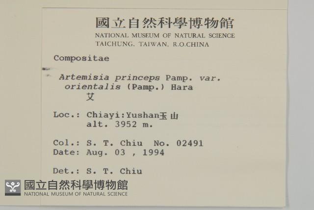 細葉山艾藏品圖，第2張