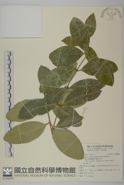 交趾衛矛藏品圖，第1張