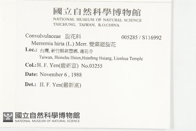 變葉姬旋花藏品圖，第2張