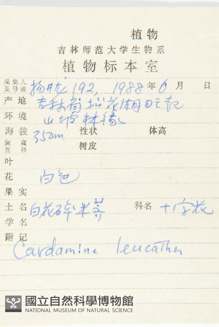 白花碎米薺藏品圖，第2張