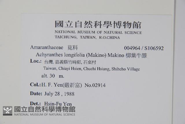 柳葉牛膝藏品圖，第2張