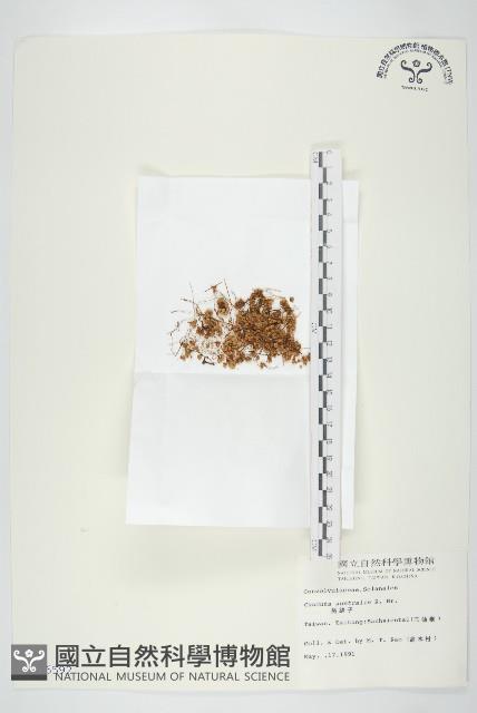 菟絲子藏品圖，第1張