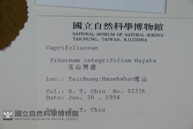 Narrow-leaved Viburnum Collection Image, Figure 2, Total 2 Figures