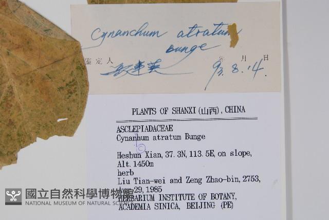 牛皮消、白薇藏品圖，第2張