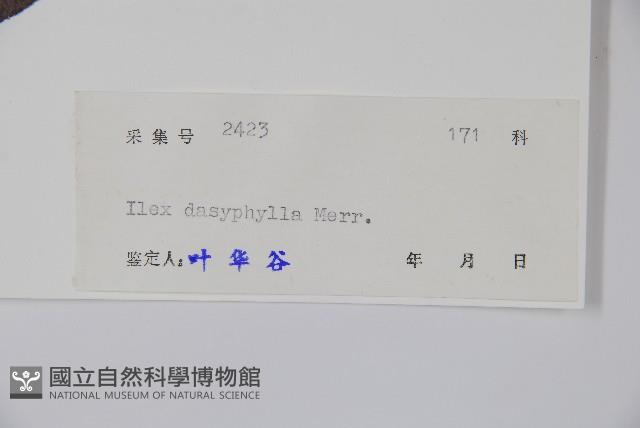黃毛冬青藏品圖，第2張