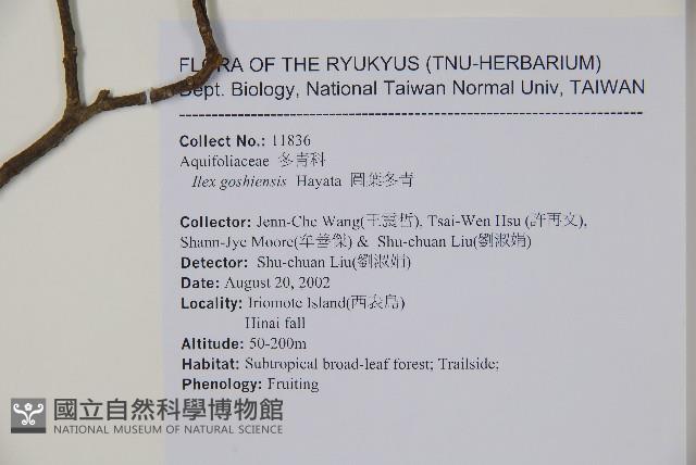 圓葉冬青藏品圖，第2張