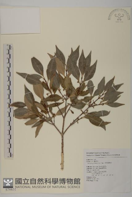 福建賽衛矛、福建假衛矛藏品圖，第1張