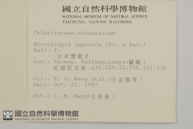 日本賽衛矛、日本假衛矛藏品圖，第2張