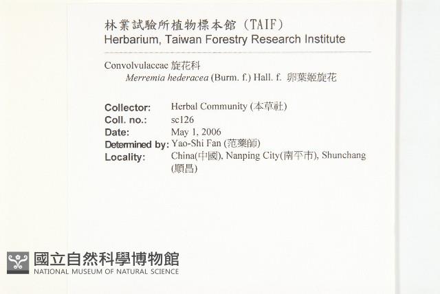 卵葉菜欒藤藏品圖，第2張