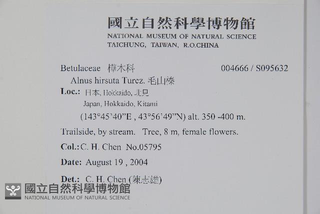 遼東赤楊，遼東榿木，毛赤楊藏品圖，第2張