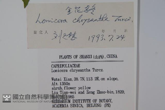 金花忍冬藏品圖，第2張