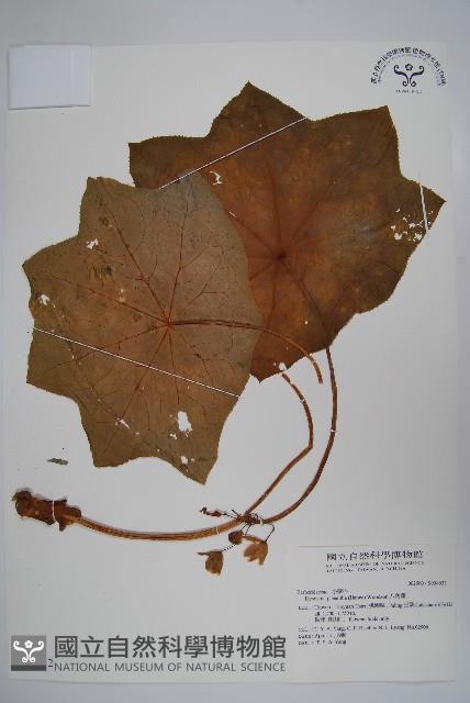 八角蓮藏品圖，第1張