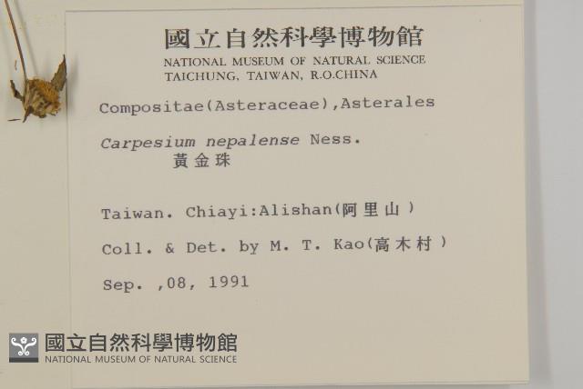 黃金珠藏品圖，第2張