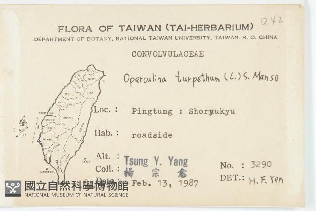 盒果藤藏品圖，第2張